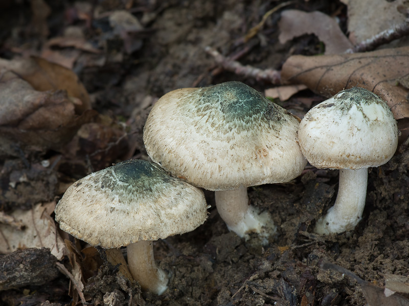 Inocybe corydalina